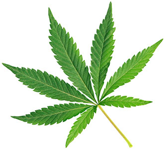leaf2